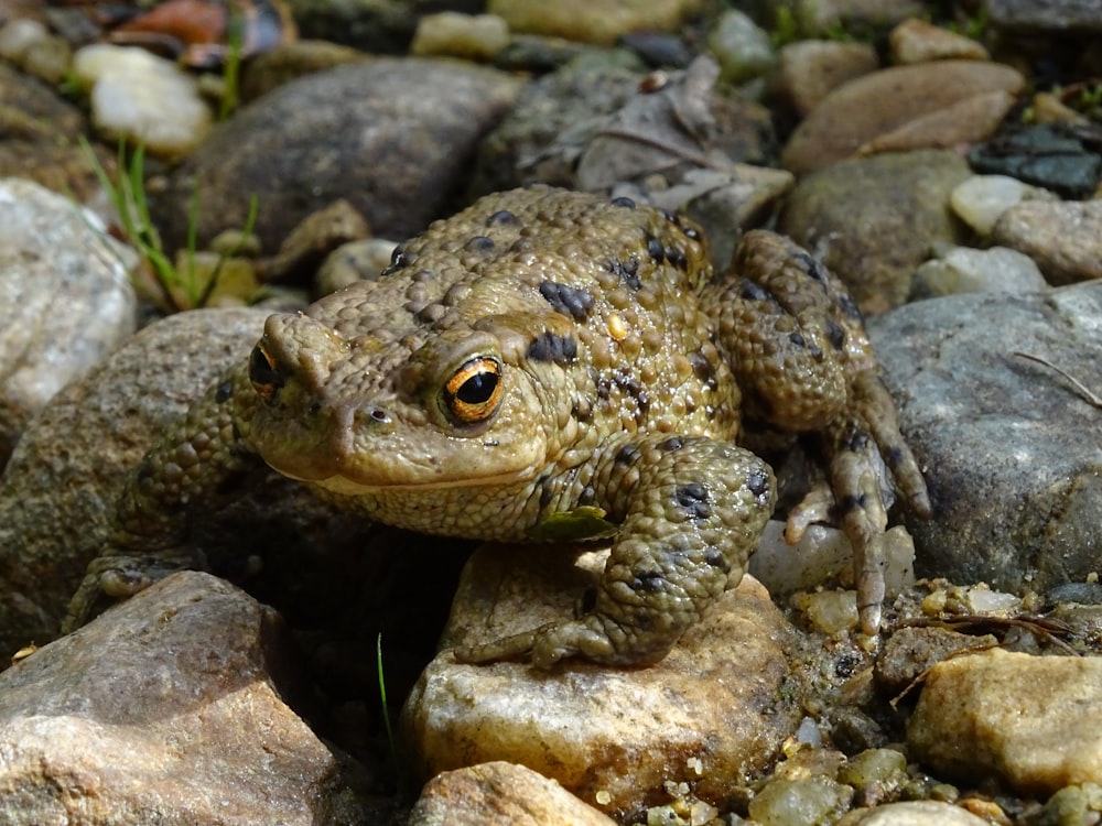 a frog sitting on top of a pile of rocks