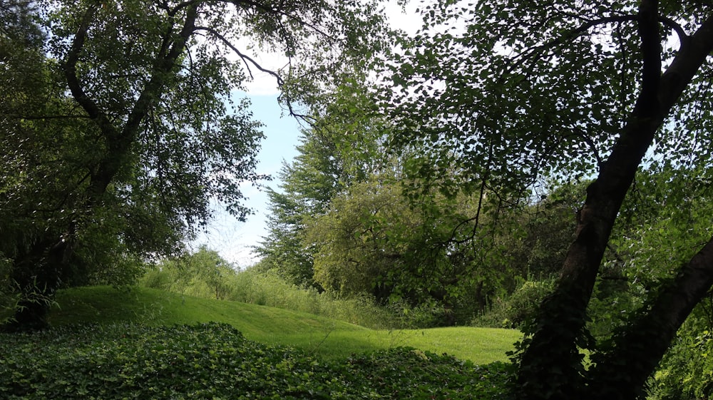 a lush green forest filled with lots of trees