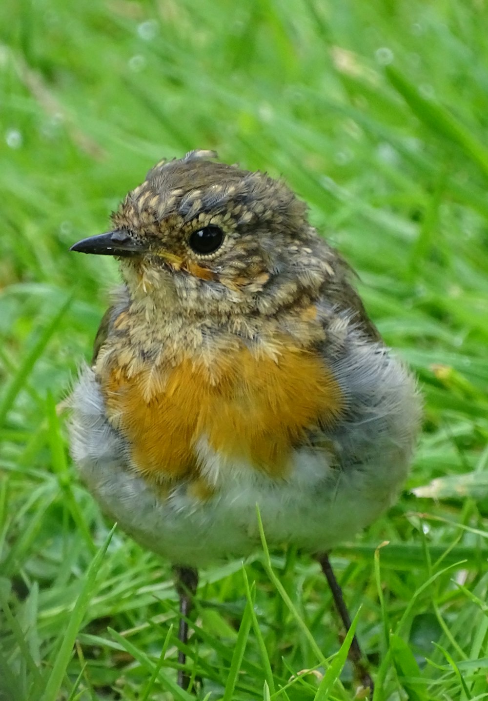 a small bird standing on top of a lush green field