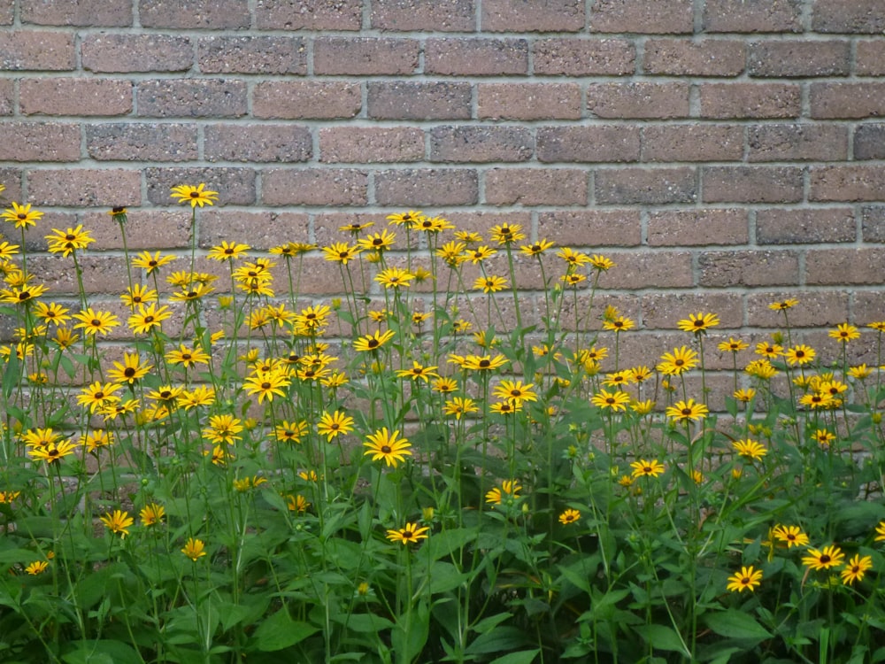 a bunch of yellow flowers in front of a brick wall