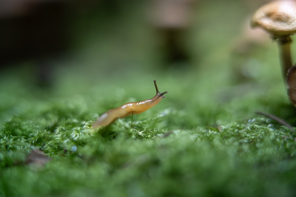 a slug crawling on a mossy surface next to a mushroom