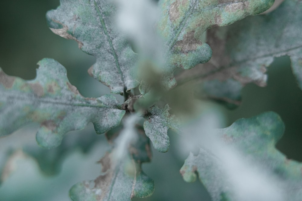 a close up of a leaf with a blurry background