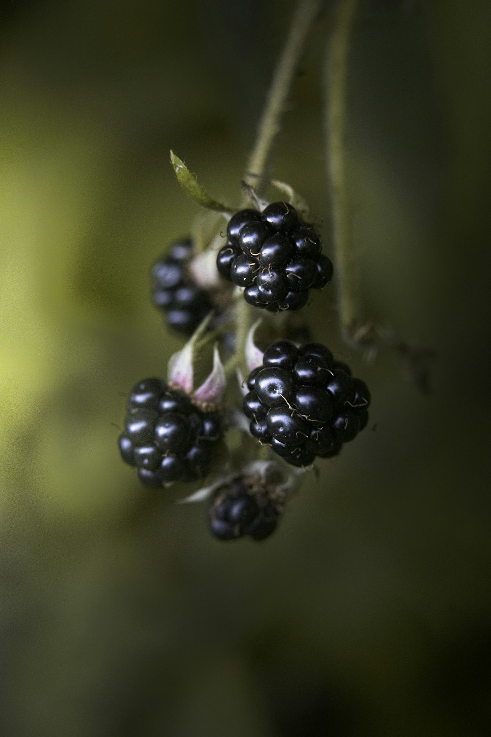 a bunch of blackberries hanging from a branch