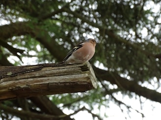 A small bird is perched on a rough, weathered wooden beam located in a forest setting. The background is filled with out-of-focus green foliage, giving a sense of depth and natural surroundings.