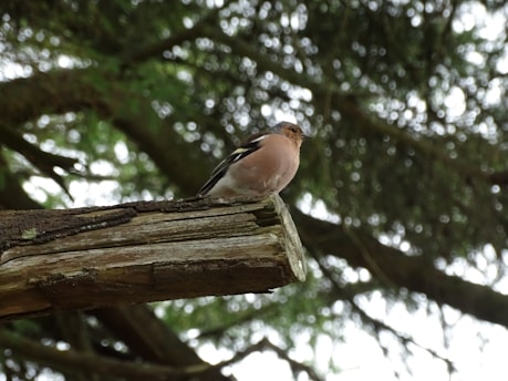 A small bird is perched on a rough, weathered wooden beam located in a forest setting. The background is filled with out-of-focus green foliage, giving a sense of depth and natural surroundings.