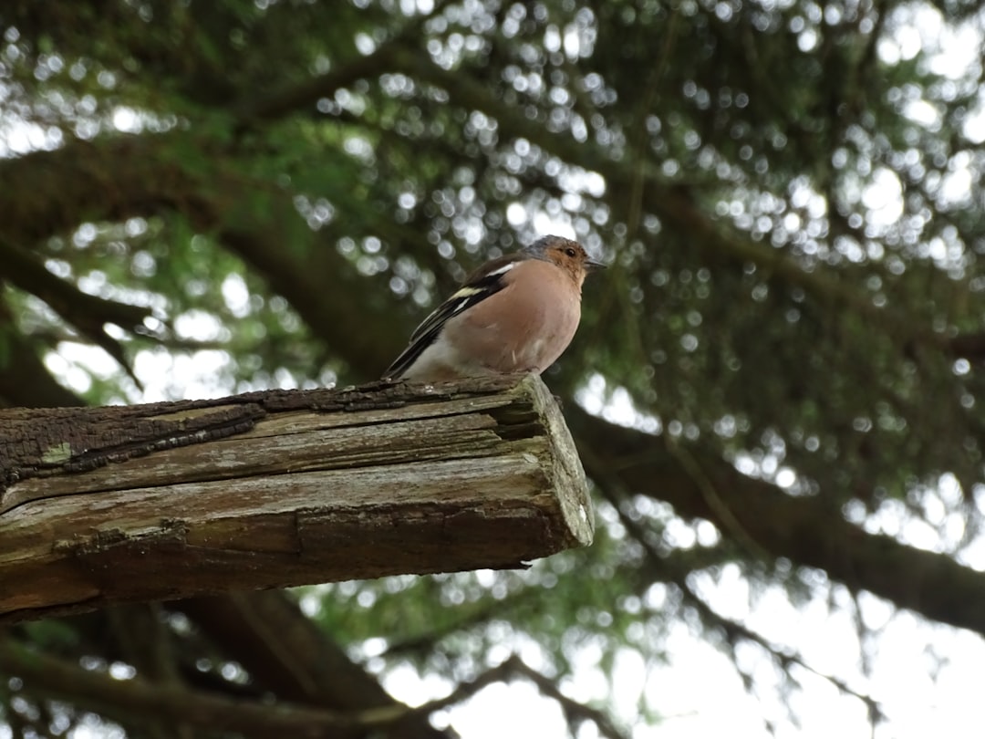 a small bird perched on a tree branch,