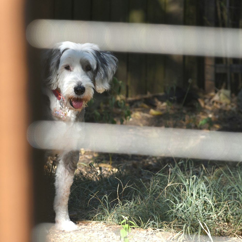 um cachorro parado atrás de uma cerca olhando para a câmera