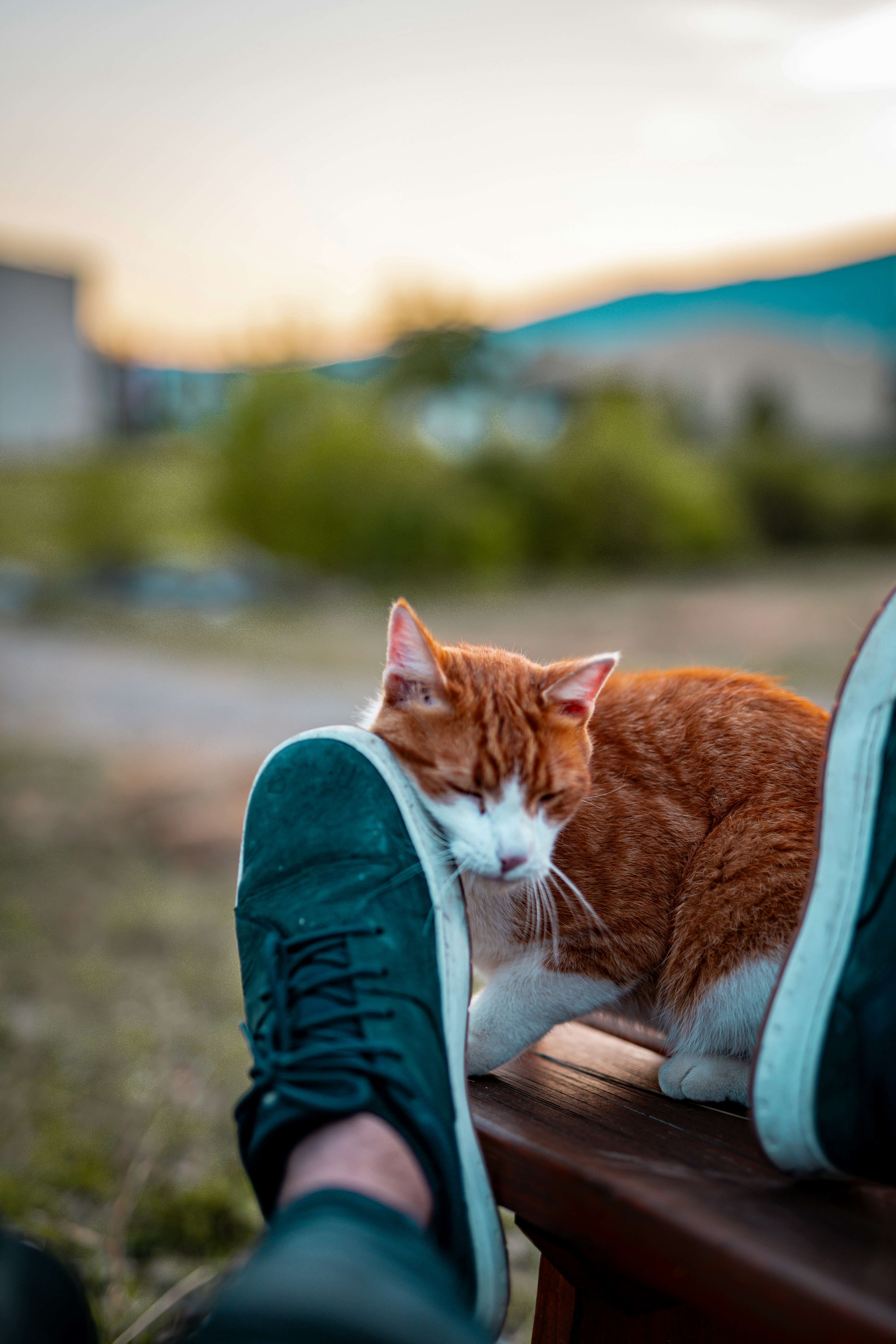 Orange and white cat naps on a bench beside teal sneakers, with a softly blurred outdoor background at sunset.