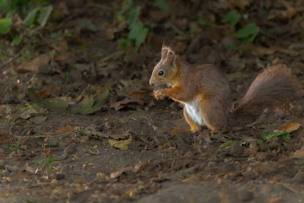 a squirrel is standing on its hind legs