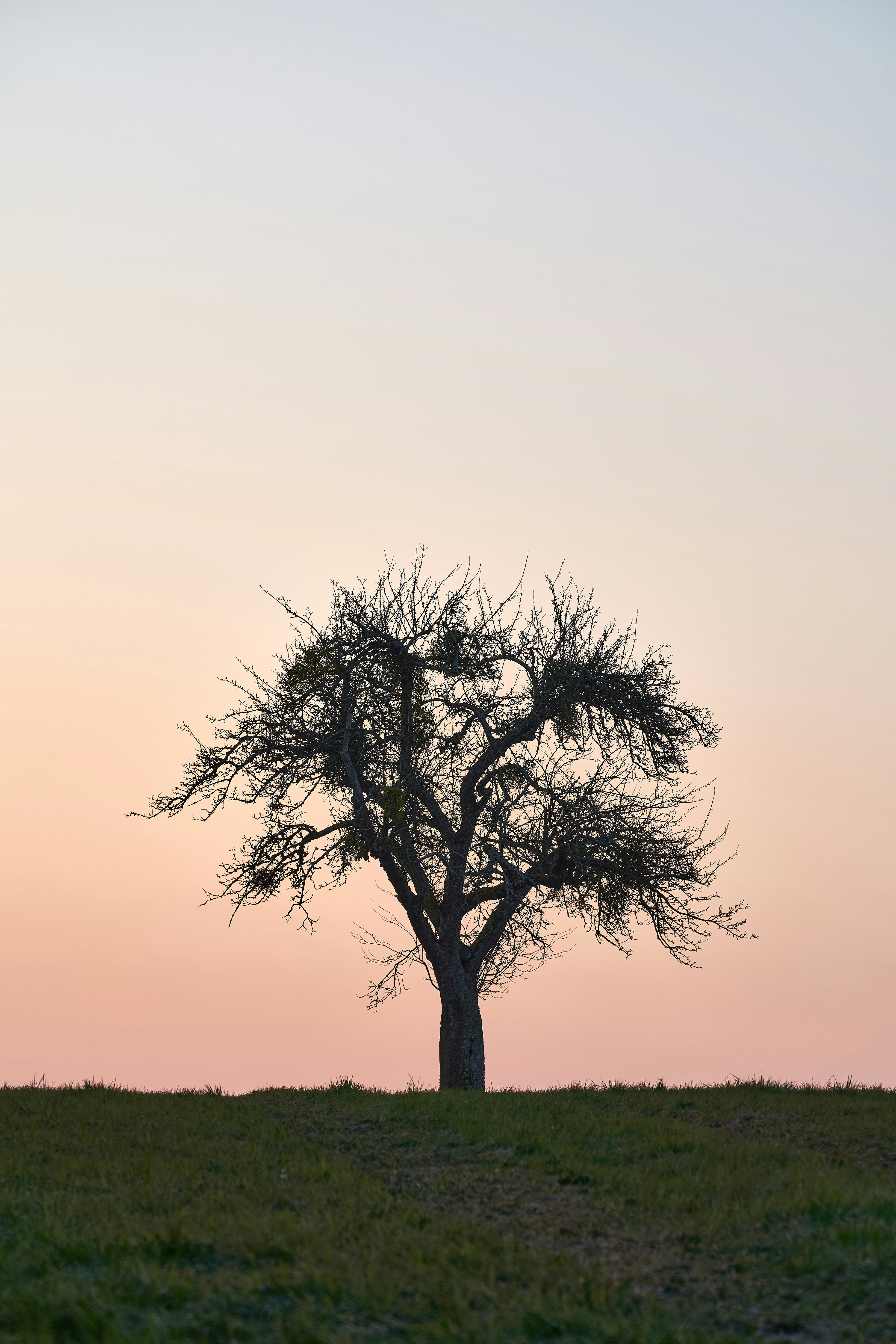 Photo by wolfgang_hasselmann