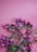 A pink perfume bottle labeled 'Orchid' is surrounded by vibrant purple flowers with green leaves, set against a pink background.