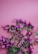 A pink perfume bottle labeled 'Orchid' is surrounded by vibrant purple flowers with green leaves, set against a pink background.
