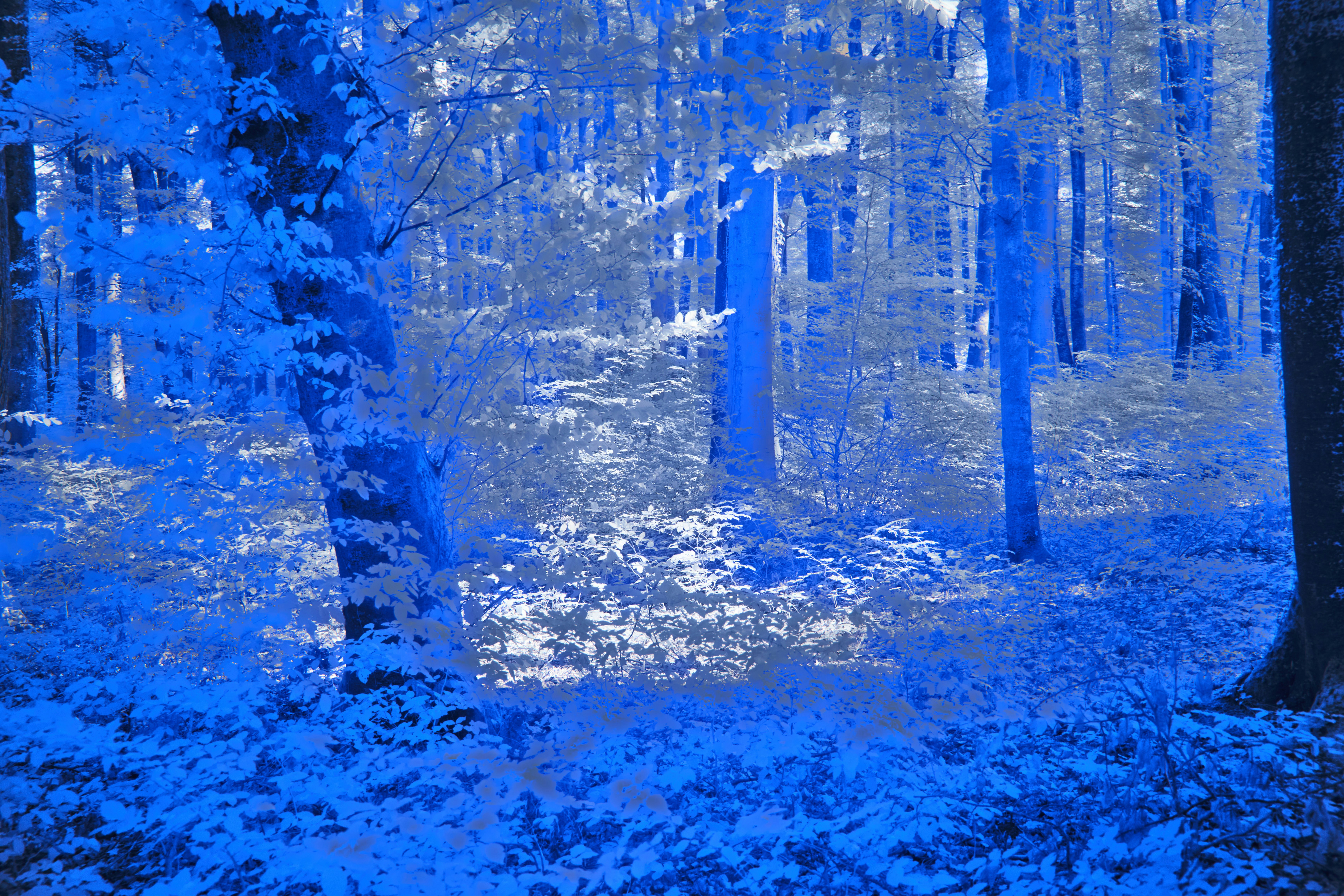 Photo by wolfgang_hasselmann