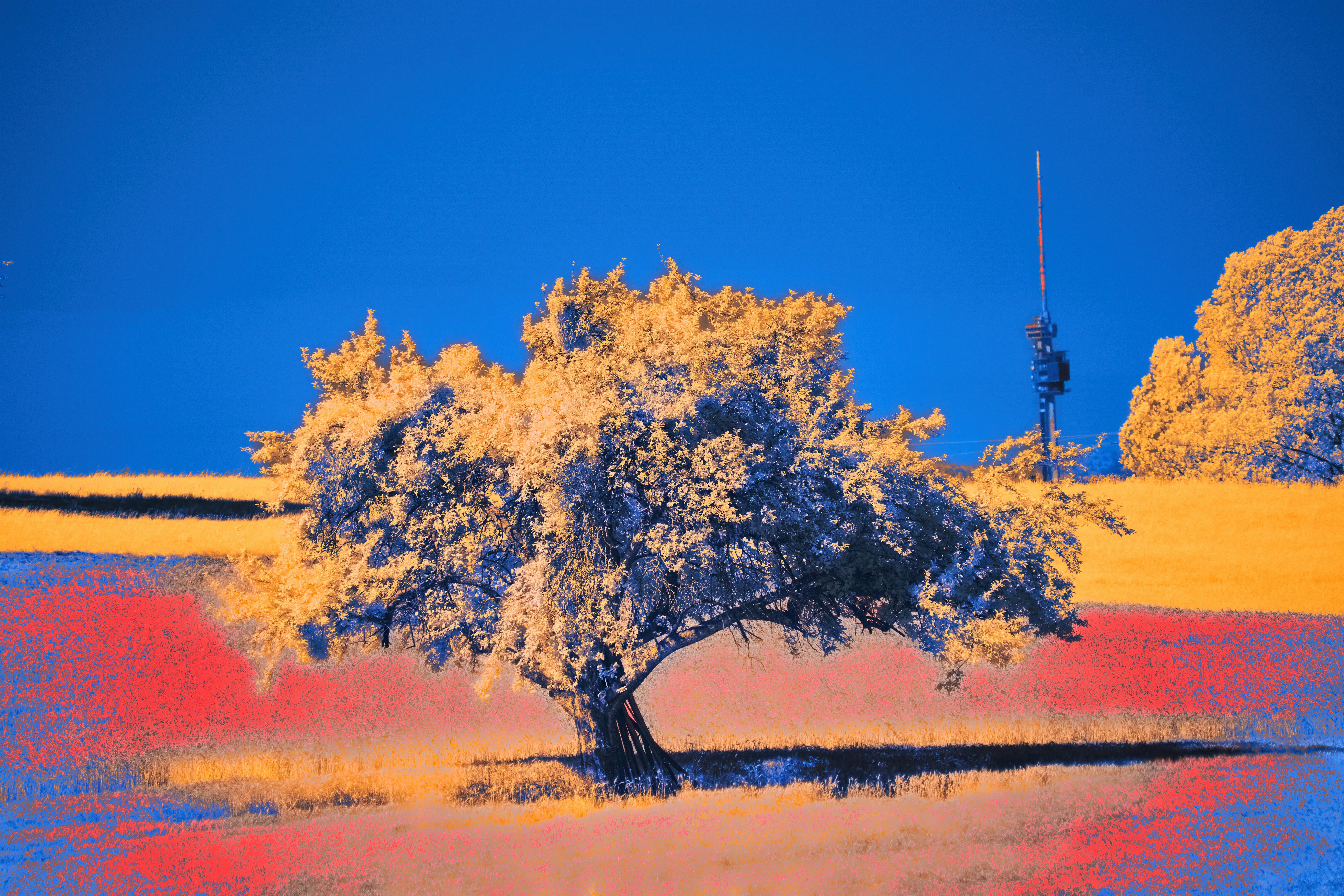 Photo by wolfgang_hasselmann