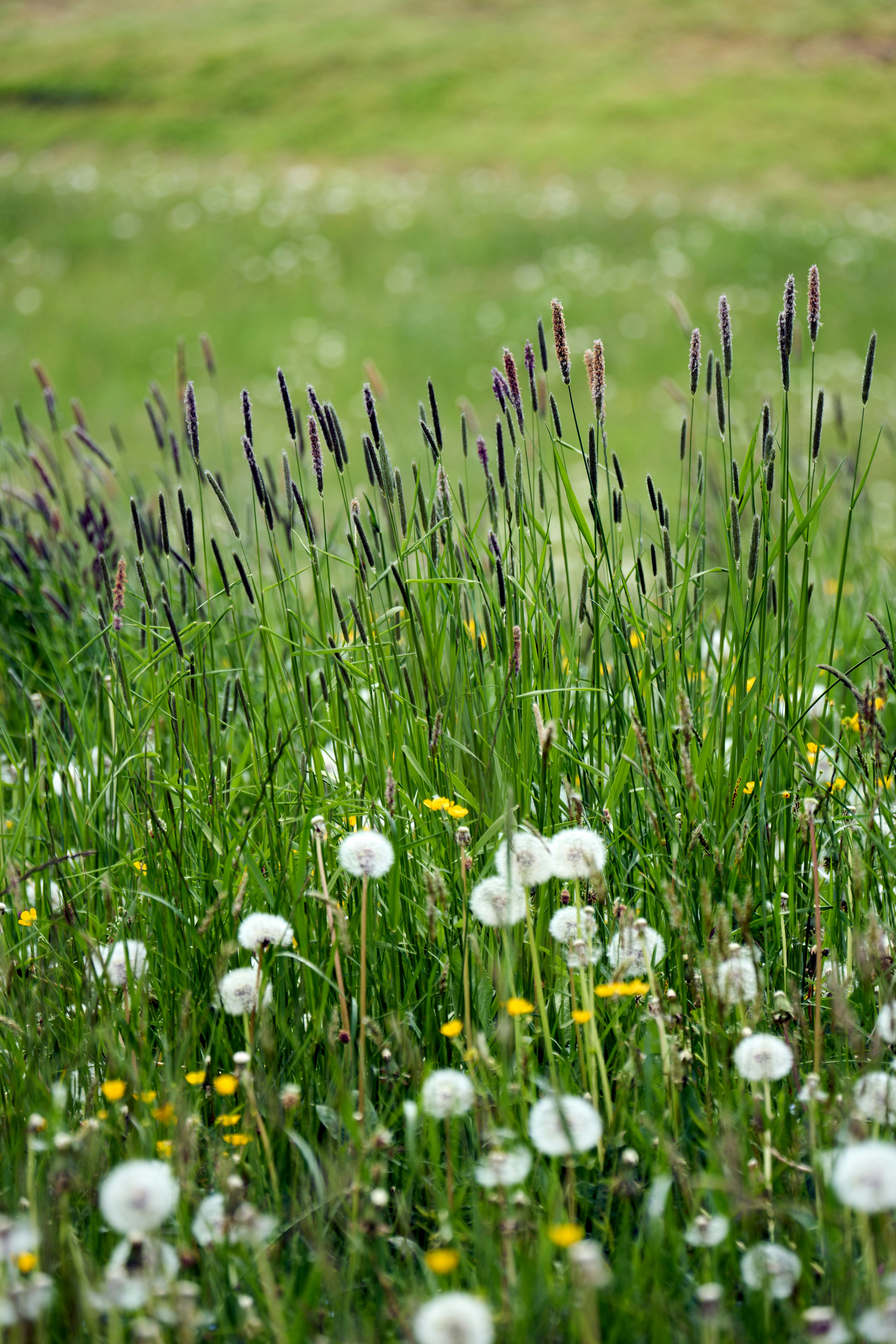 Photo by wolfgang_hasselmann