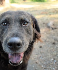 Close-up of a happy dog playing outdoors in natural light.