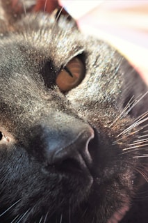 Close-up of a cat’s silky fur glistening after a grooming session with wunple’s nourishing shampoo.