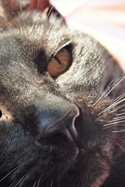 Close-up of a cat’s silky fur glistening after a grooming session with wunple’s nourishing shampoo.