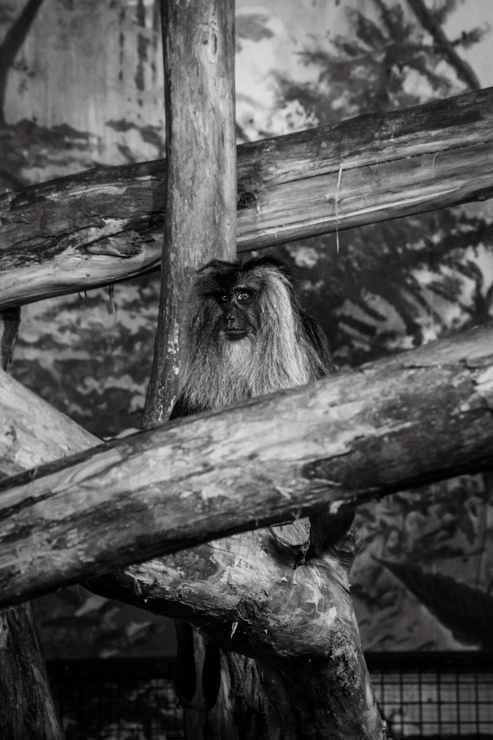 a black and white photo of a long - haired monkey