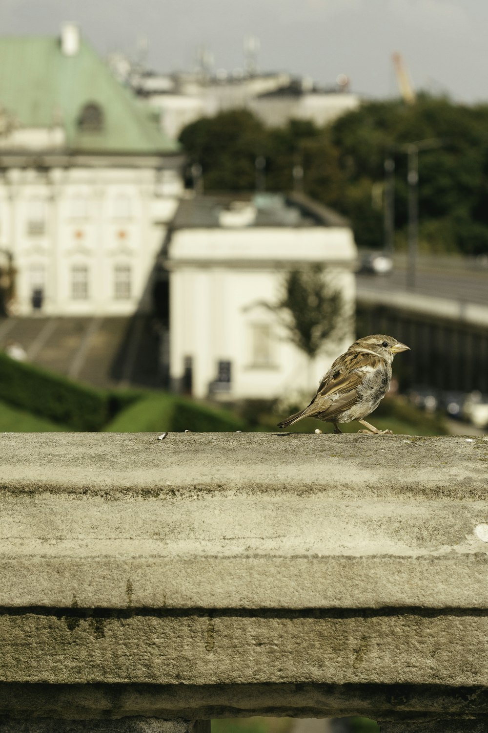 a bird sitting on a ledge in front of a building