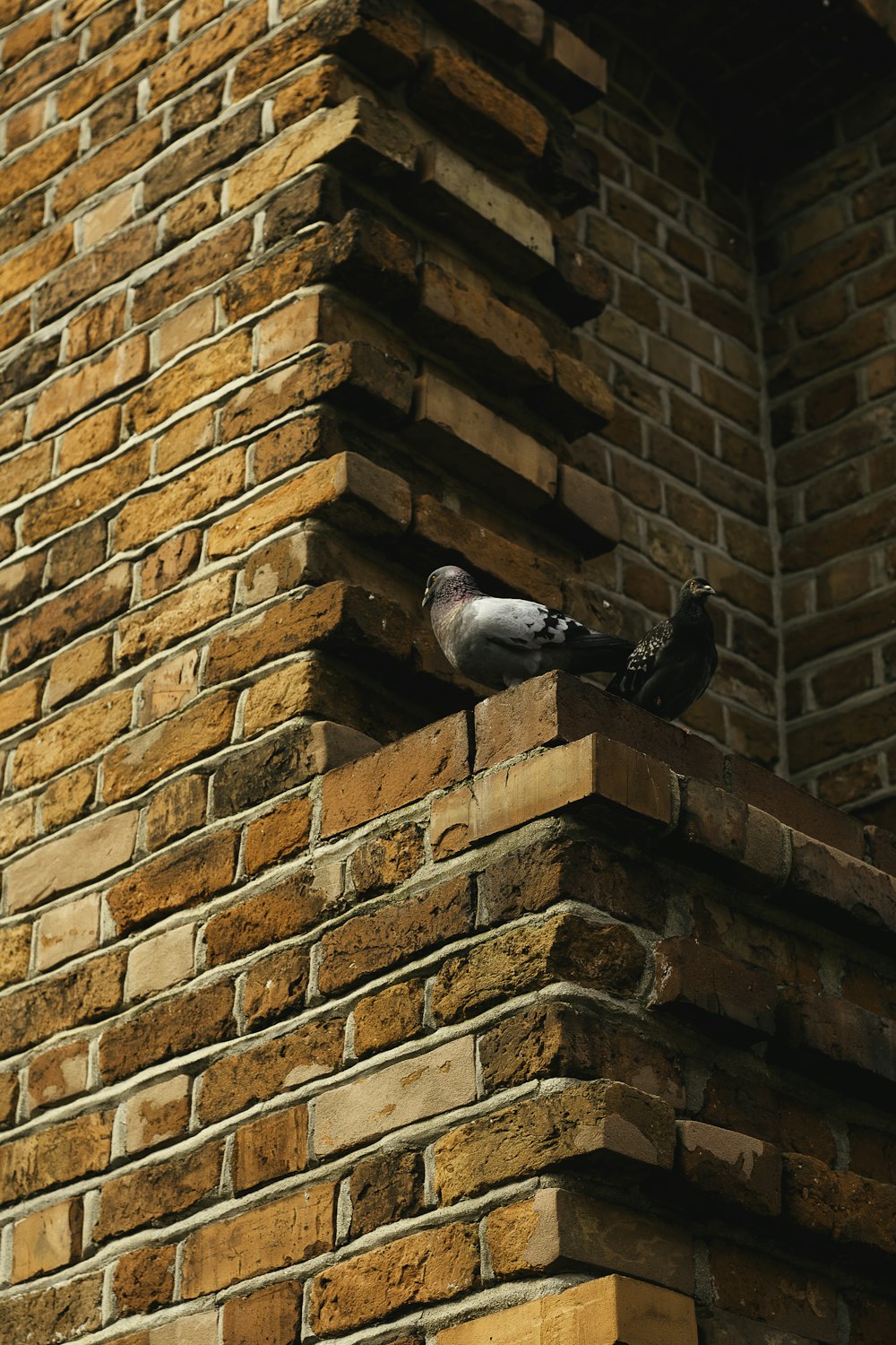 a pigeon sitting on the ledge of a brick building