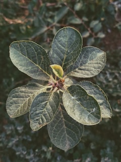 A detailed view of a tropical plant with large, green leaves.