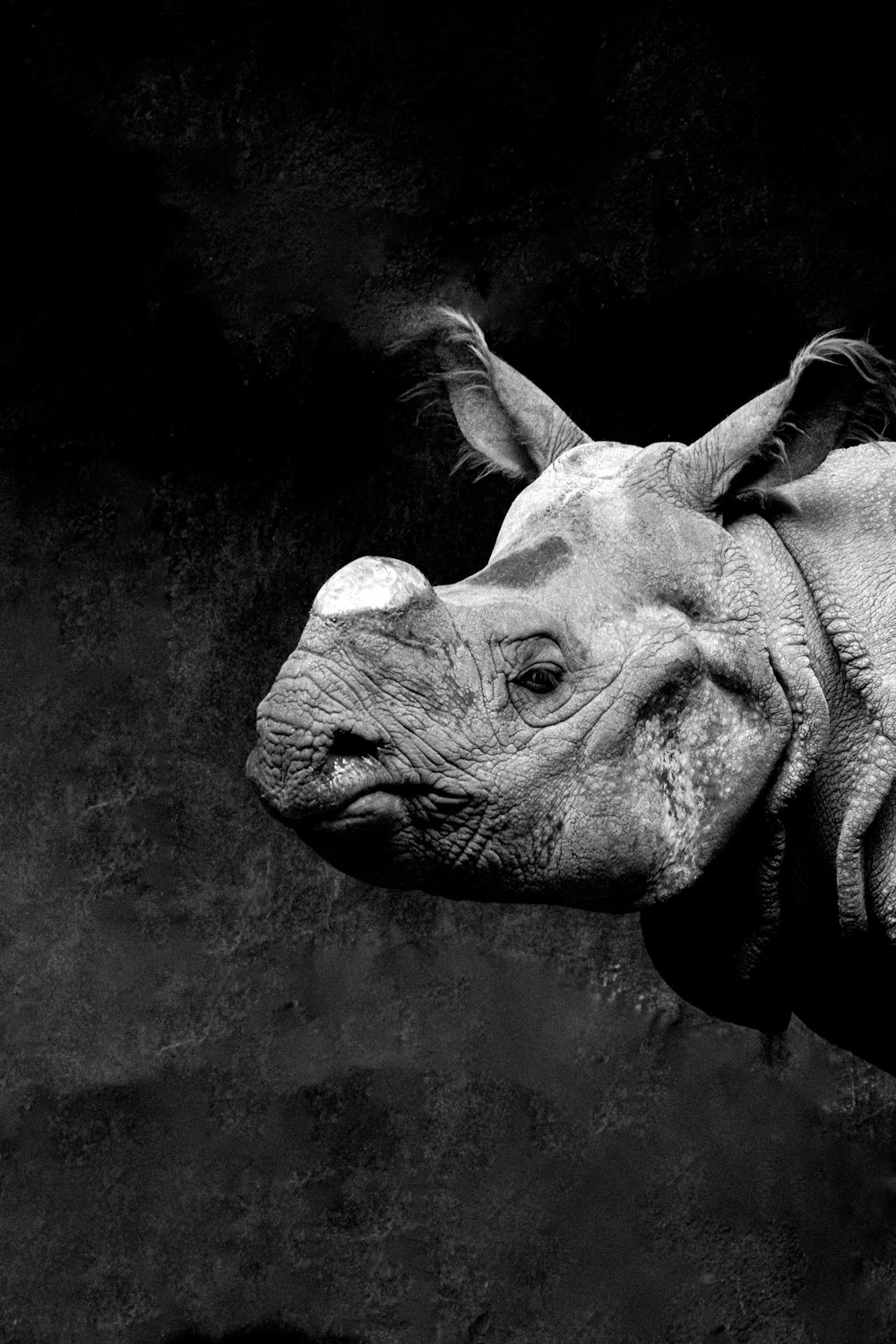 a black and white photo of a rhino