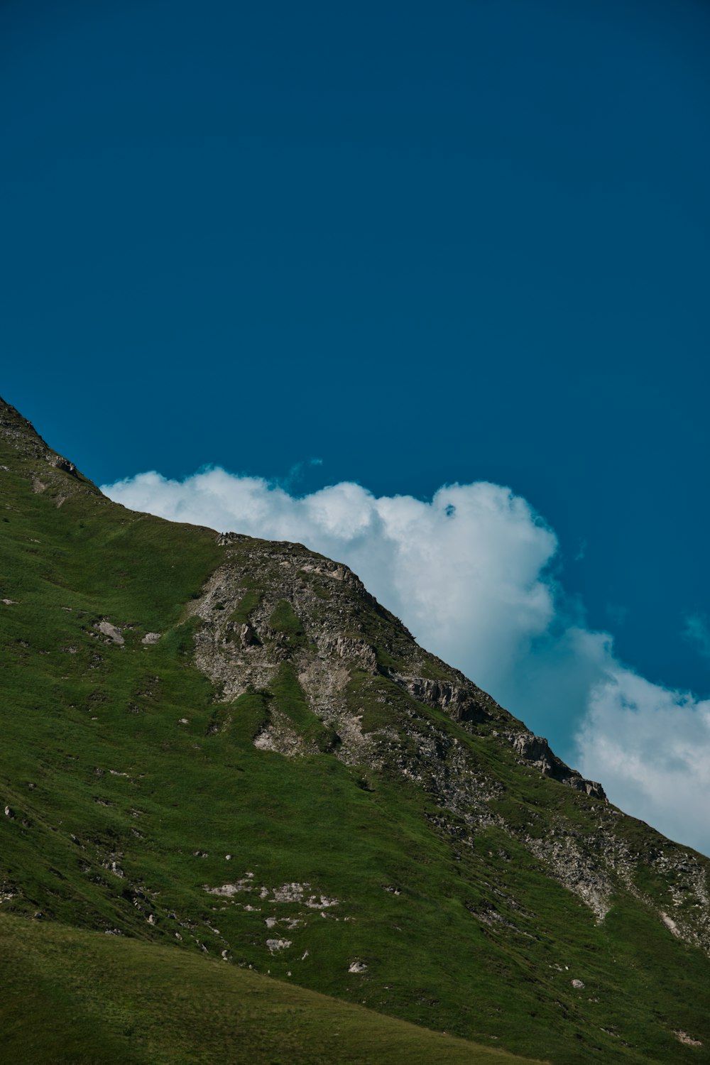 a sheep standing on top of a lush green hillside