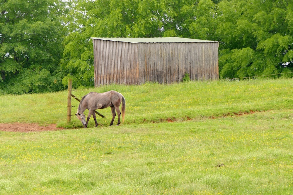 a horse grazing in a field next to a fence