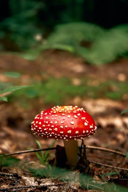 A vibrant red mushroom with small white spots is growing amidst a forest floor covered in leaves and twigs. The background is blurred with shades of green, indicating a lush forest environment.