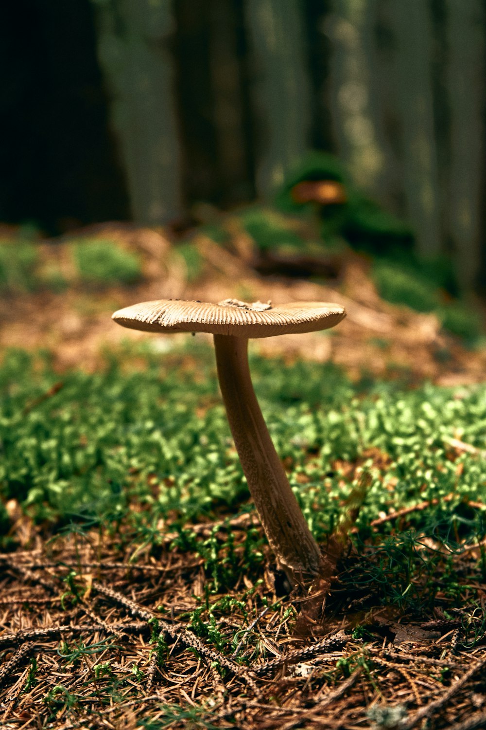숲 한가운데에 앉아 있는 버섯