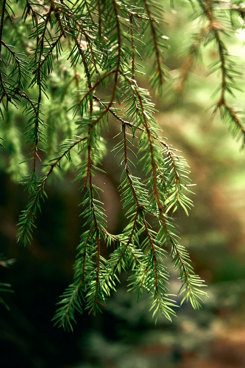 a close up of a pine tree branch