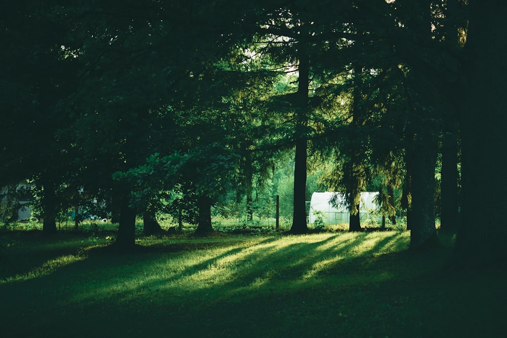 the sun is shining through the trees in the park