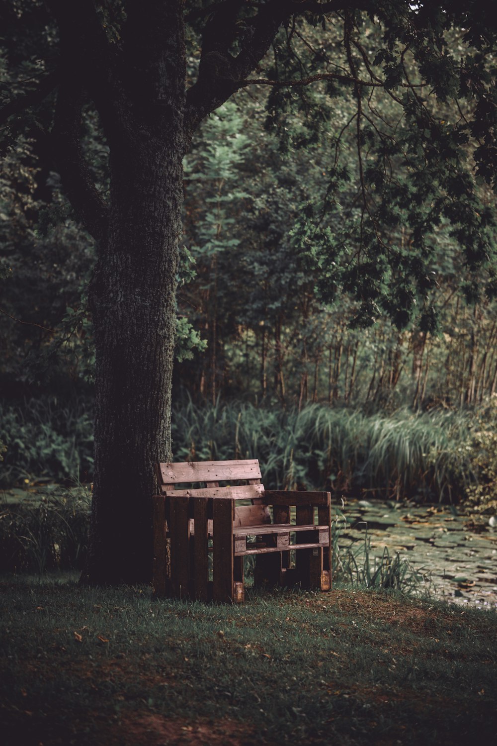 a wooden bench sitting under a tree next to a river