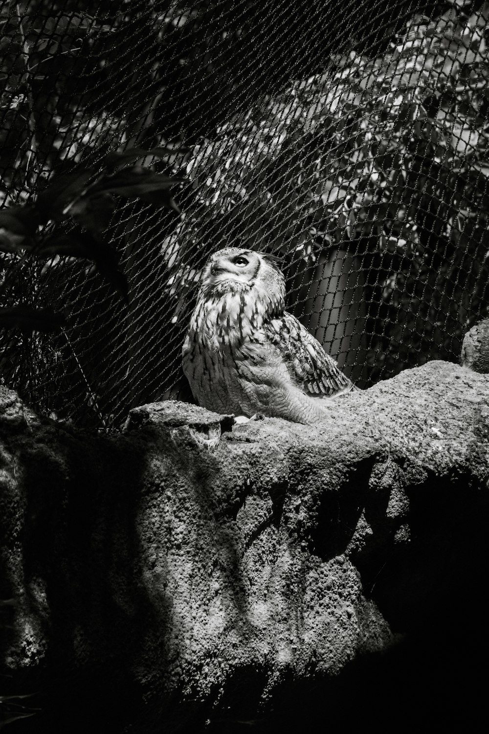 a black and white photo of an owl sitting on a rock