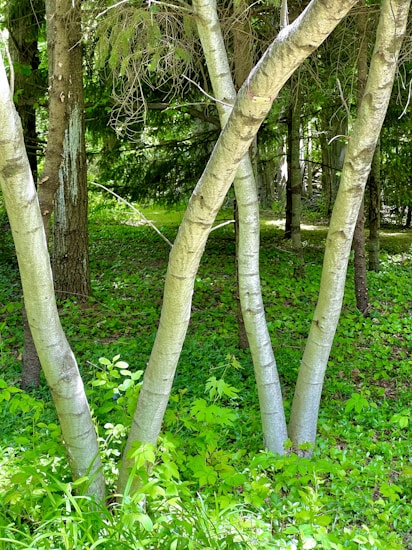 A peaceful woodland scene features several slender trees with smooth bark surrounded by a lush carpet of green leaves and undergrowth. Sunlight filters through the canopy, creating a dappled light effect on the forest floor.