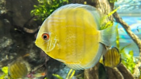 A yellow tropical fish with a round, flat body swims in a vibrant aquarium. The fish displays bright colors with distinct red eyes. Several other fish and green aquatic plants are visible in the background, creating a lively underwater scene.
