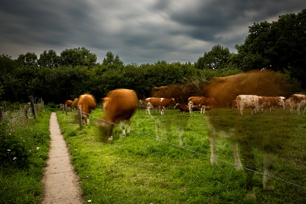 a herd of cattle grazing on a lush green field