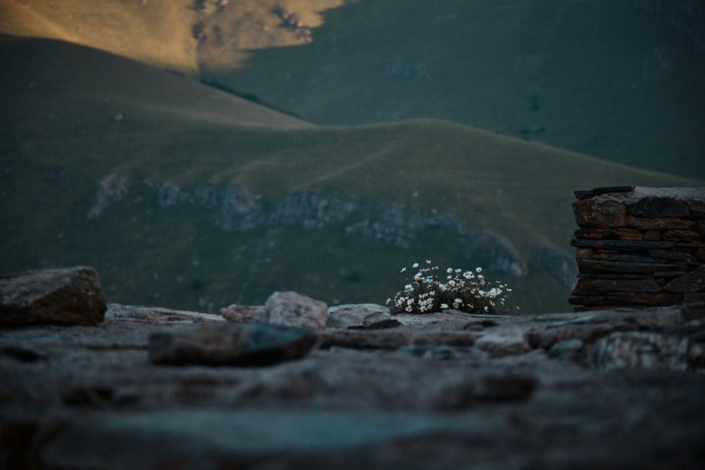 a bunch of flowers that are sitting on a rock