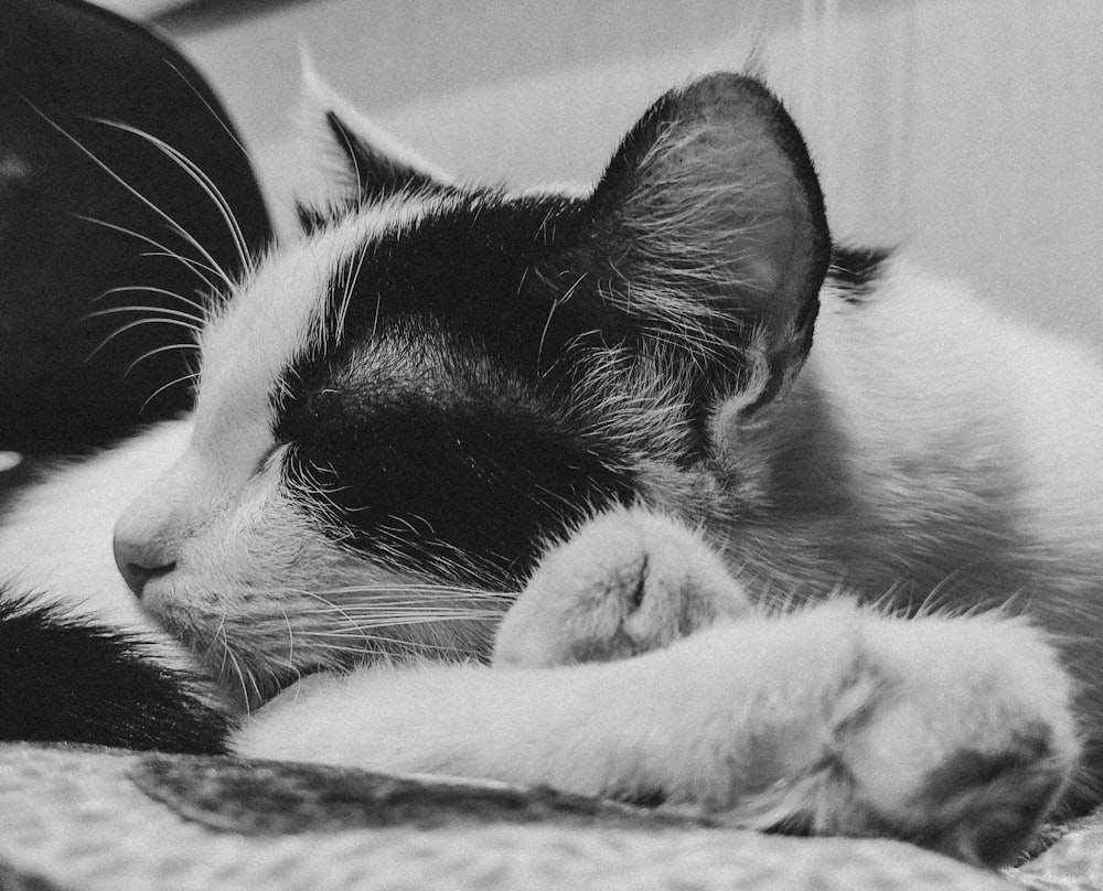 a black and white cat laying on top of a bed