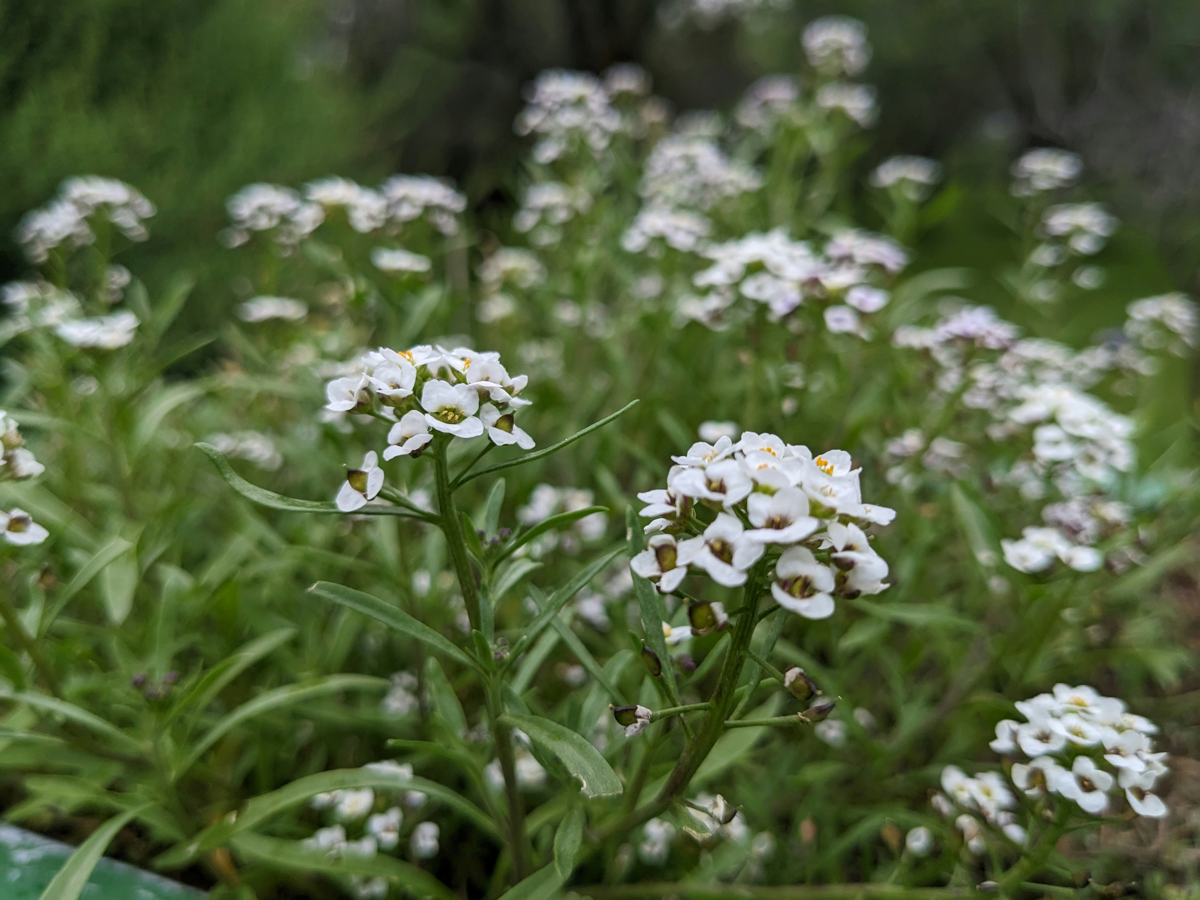 Photo by mohammedhishamhussain