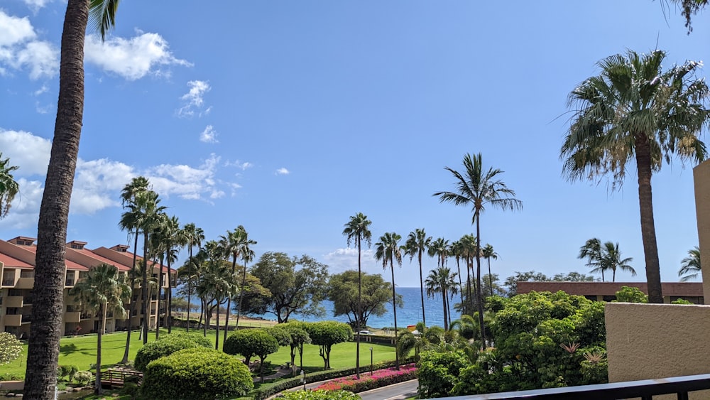 a view of the ocean and palm trees from a balcony