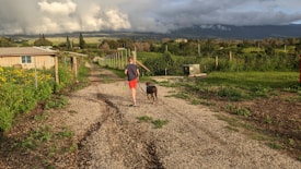 A person in shorts and a t-shirt walks a dog on a gravel path surrounded by green vegetation and scattered yellow flowers. To the left, a small building is visible, while a row of plants stretches alongside the path. The backdrop features dense clouds obscuring distant hills and trees, providing a contrast to the lush landscape.