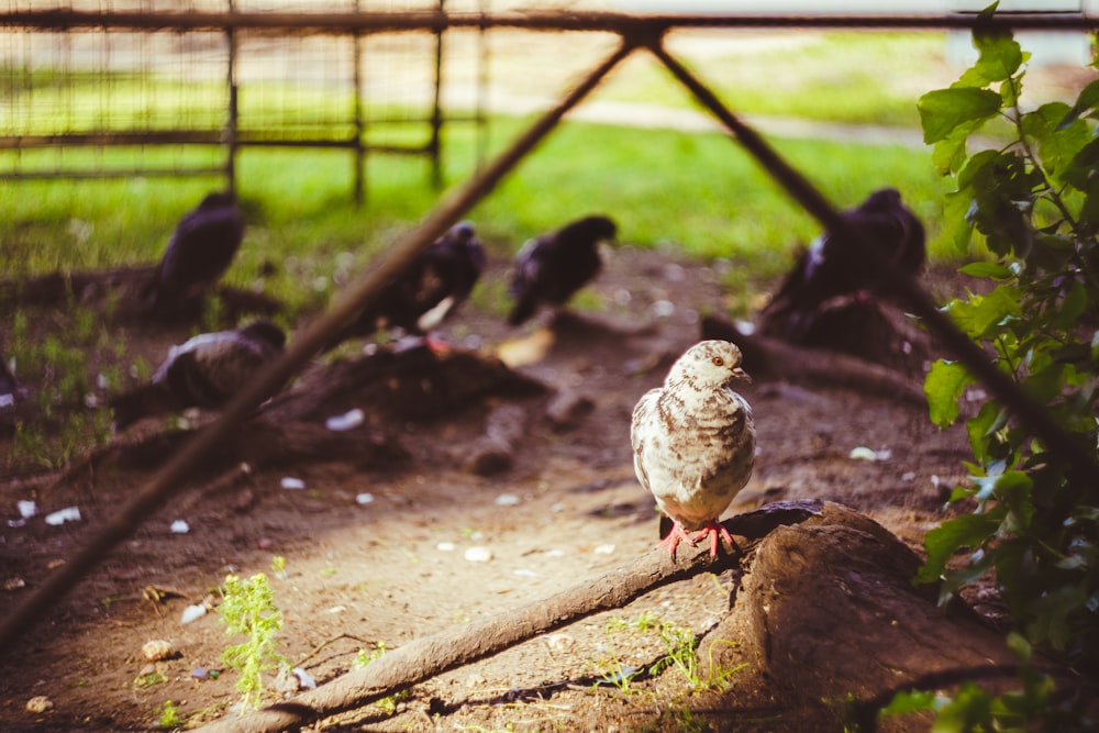 a flock of birds standing on top of a dirt field