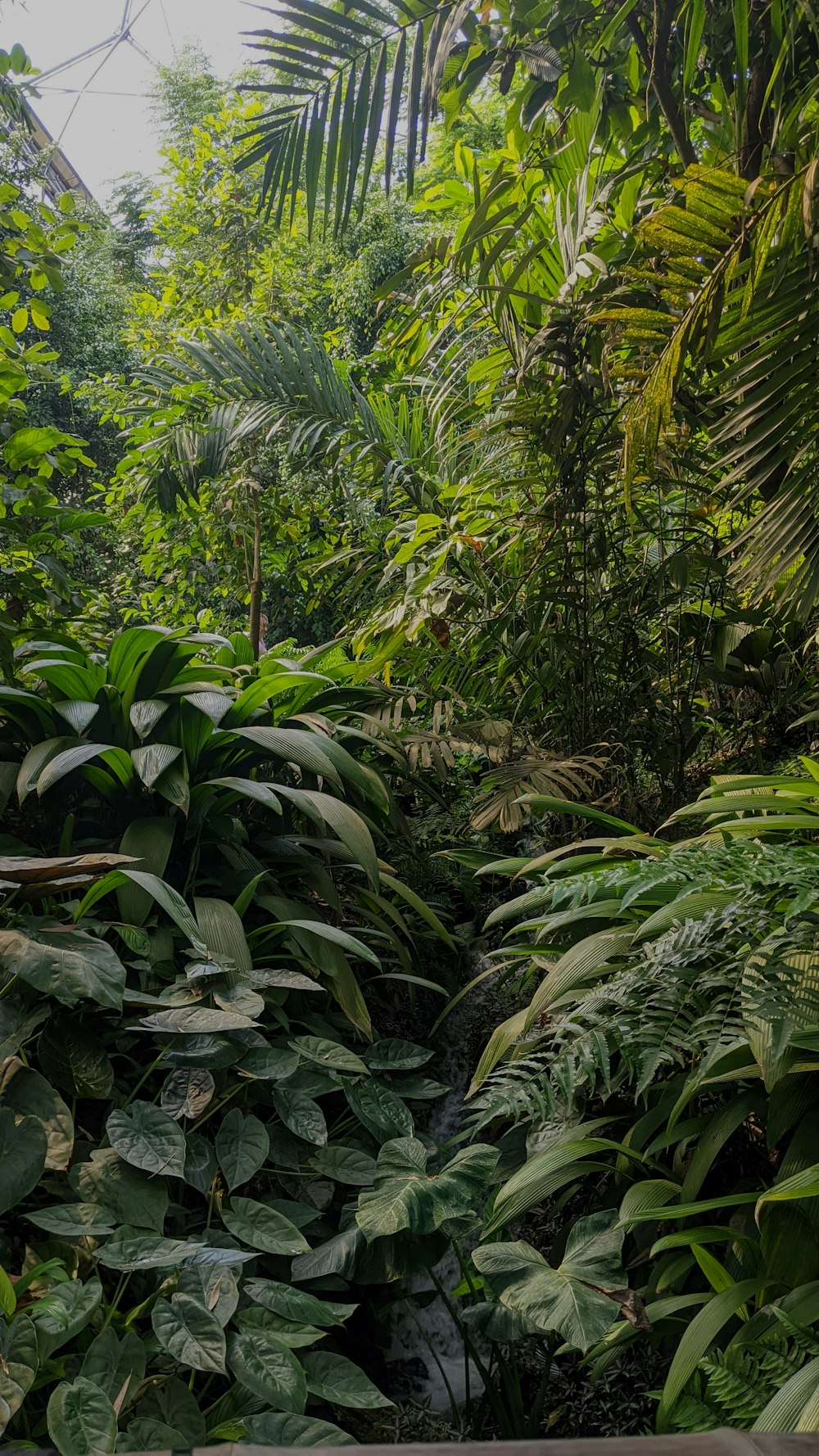 a lush green forest filled with lots of trees