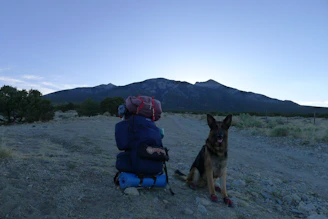 A durable, weather-resistant dog backpack loaded with essentials for an outdoor adventure.