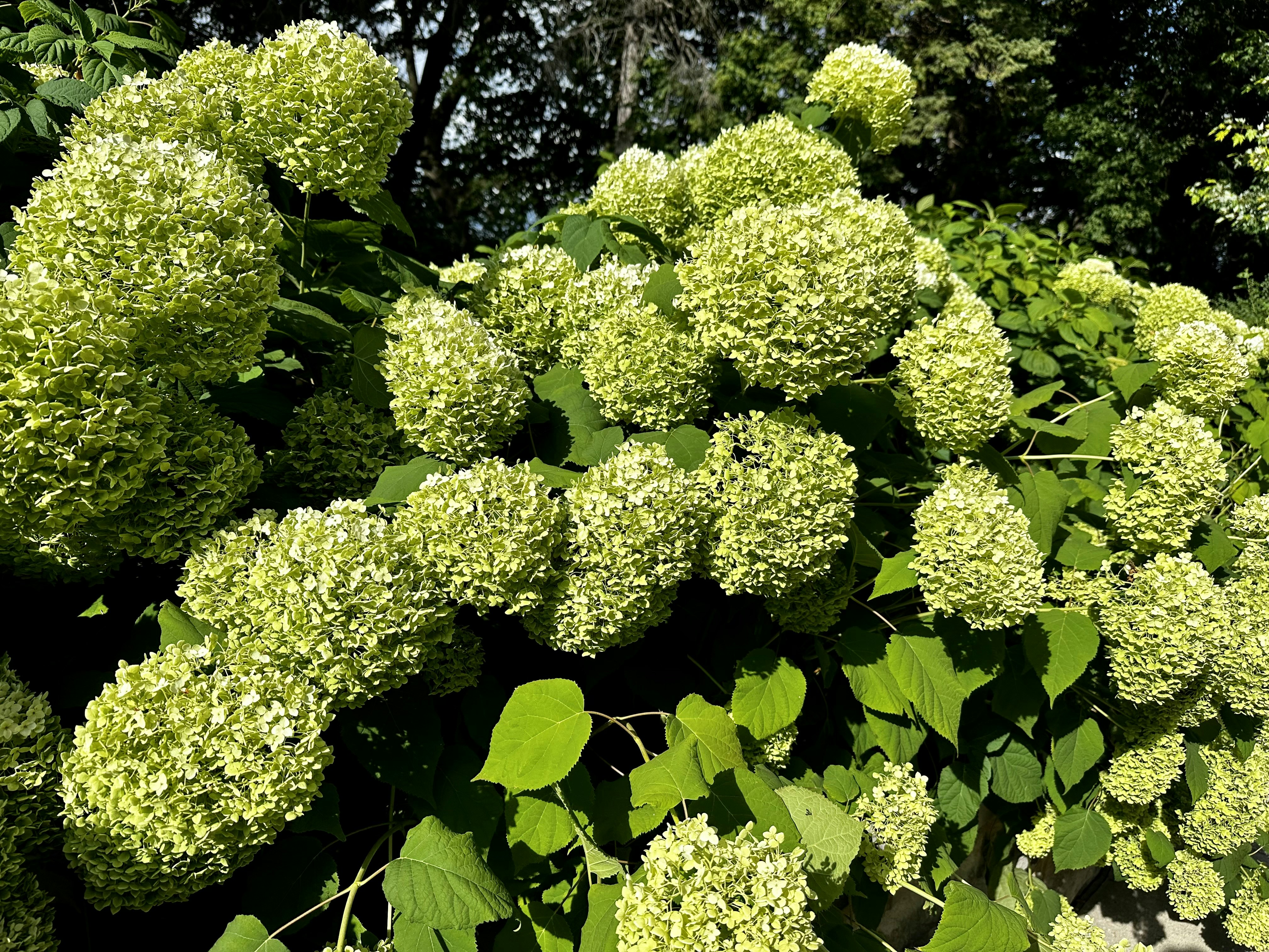 a close up of a bunch of broccoli plants