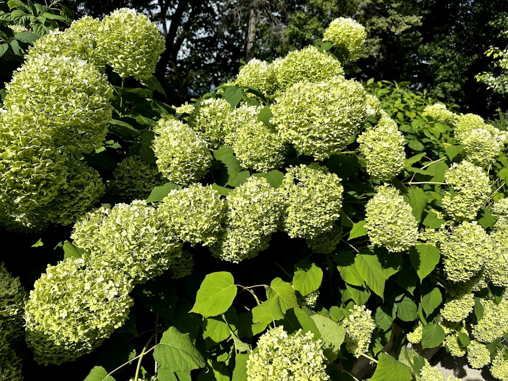 a close up of a bunch of broccoli plants