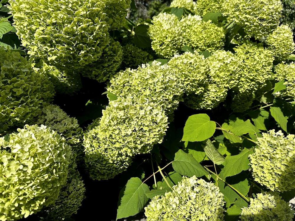 a close up of a bunch of green broccoli