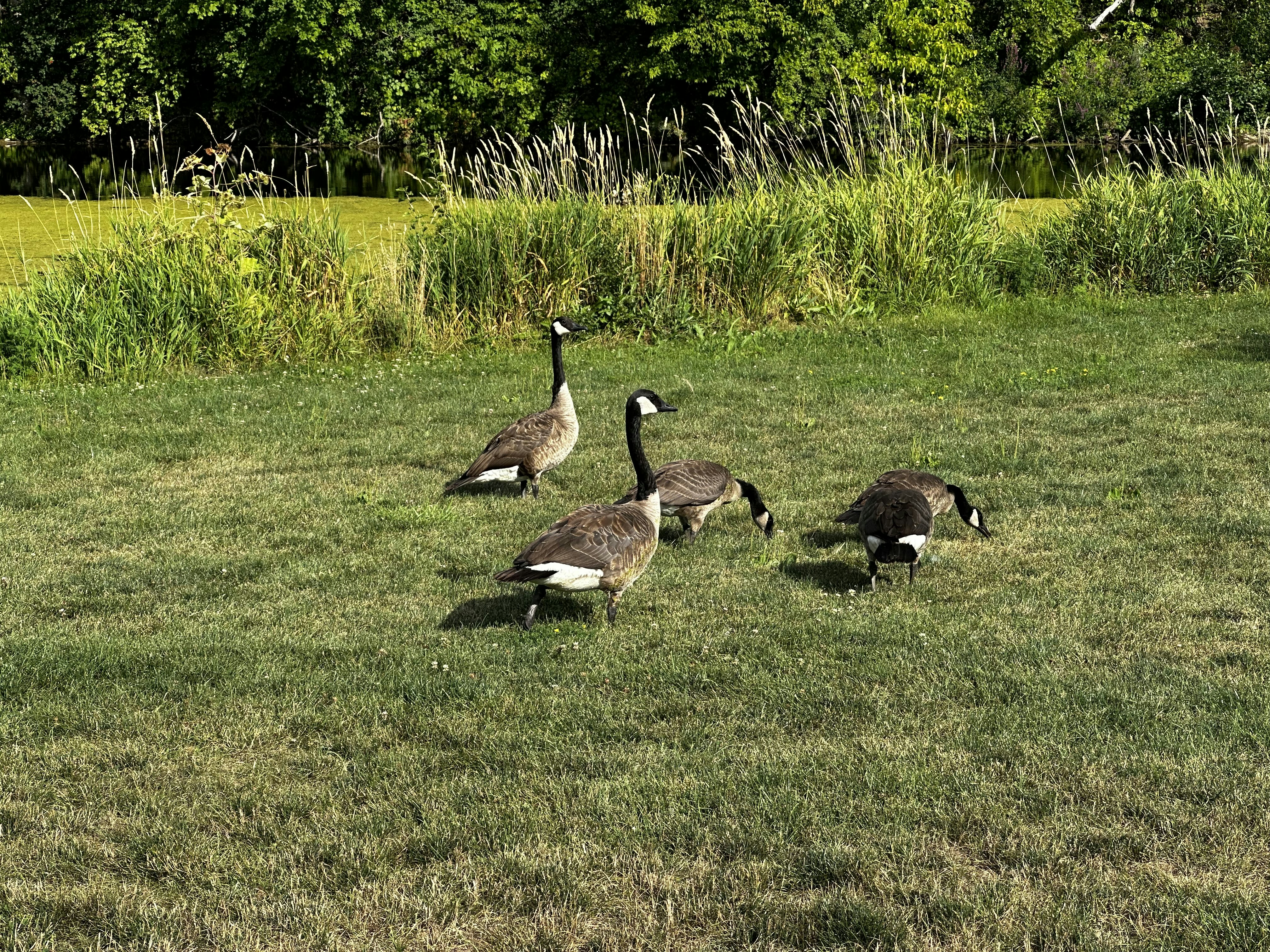 a flock of geese walking across a lush green field